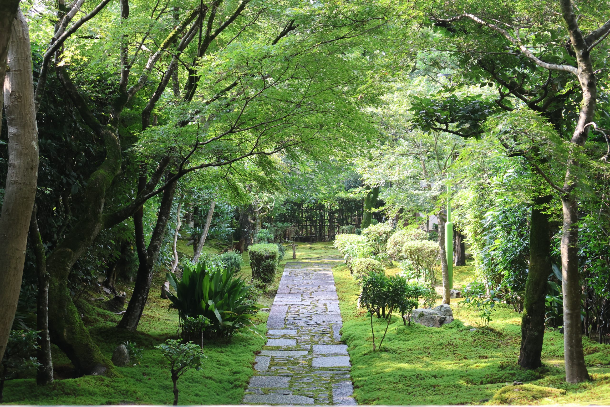 京都櫻花絕景